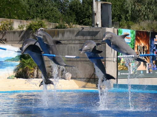 Delfínes mulares